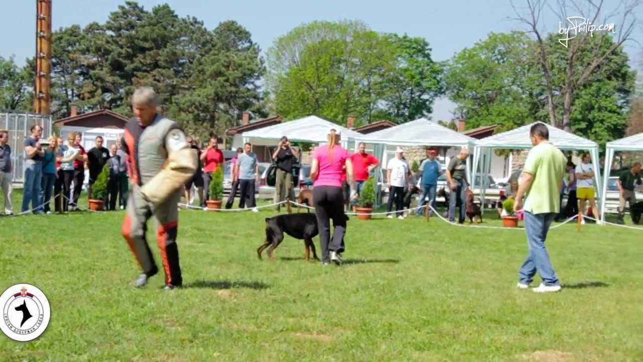Dobermann Courage test - III Serbian Winner show & 2nd Serbian national Championship 2012