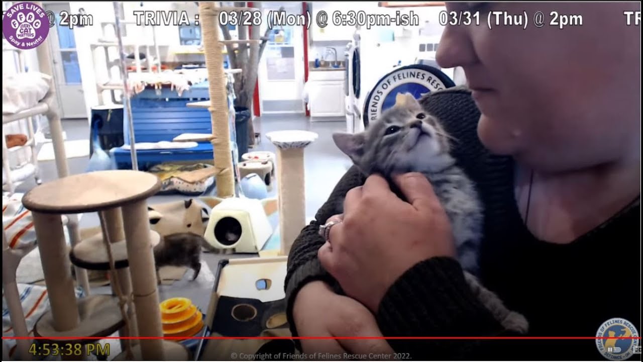 The Search for Donut 03-28-2022 -- Friends of Felines Rescue Center (FFRC)