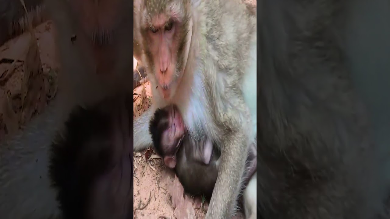 Monkey daily activity 3