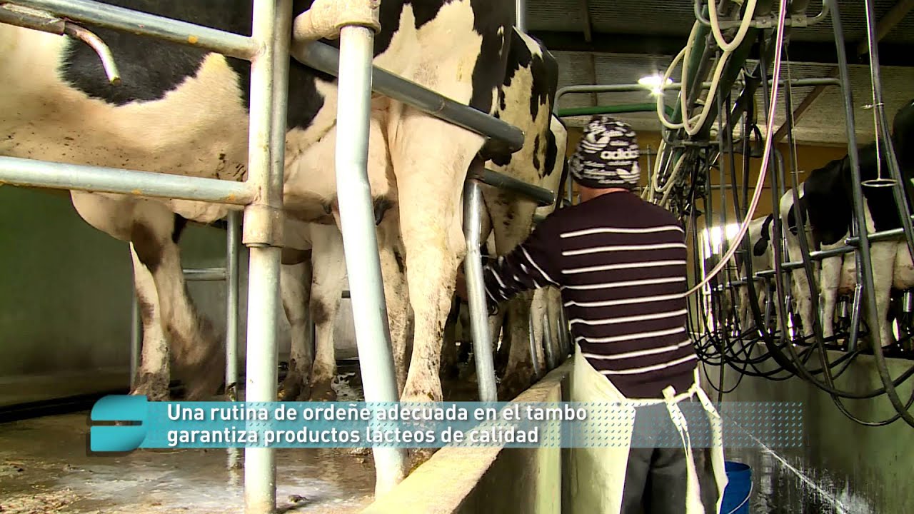 Rutina de ordeñe eficaz, leche de calidad