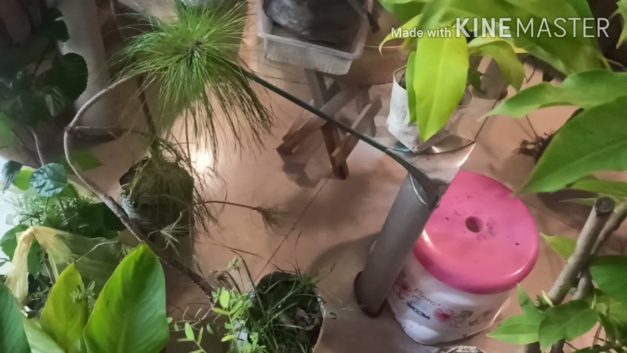 #Plants Shopping Haul From Bhola Nursery (Lucknow)With Name and Price