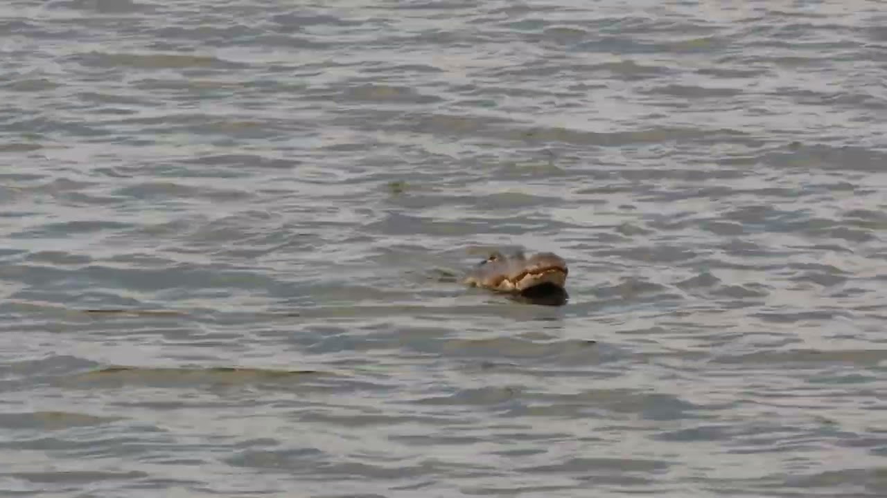 Huge gator eats fish. (In Lake Jesup).