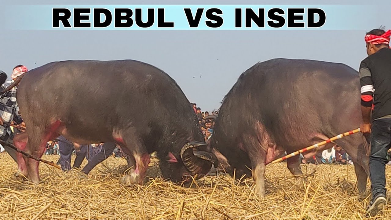 REDBULL VS INSED || TINGIYA ALI VS INSED ALI #mohjujrajaofficial #mohjuj #mohorjuj