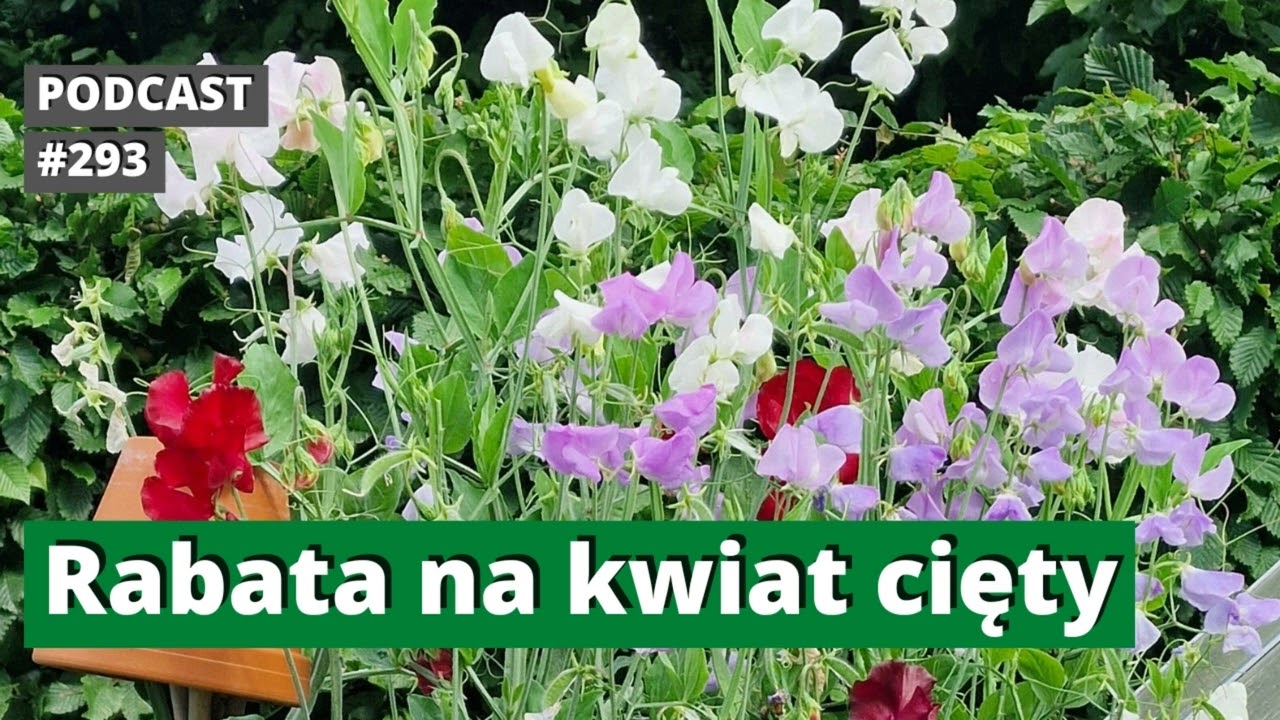 293. Rabata na kwiat cięty. Podcast.