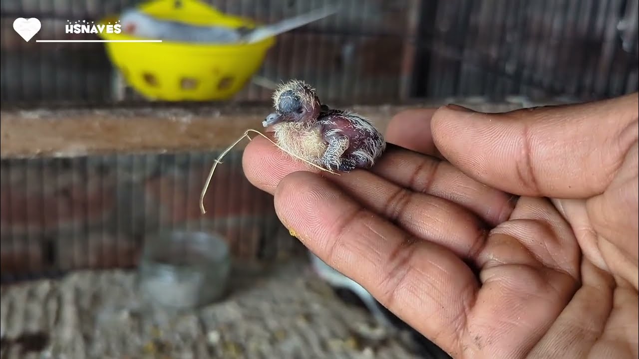 Zebra Dove Chicks ko Hath Sy palny ka plan 
