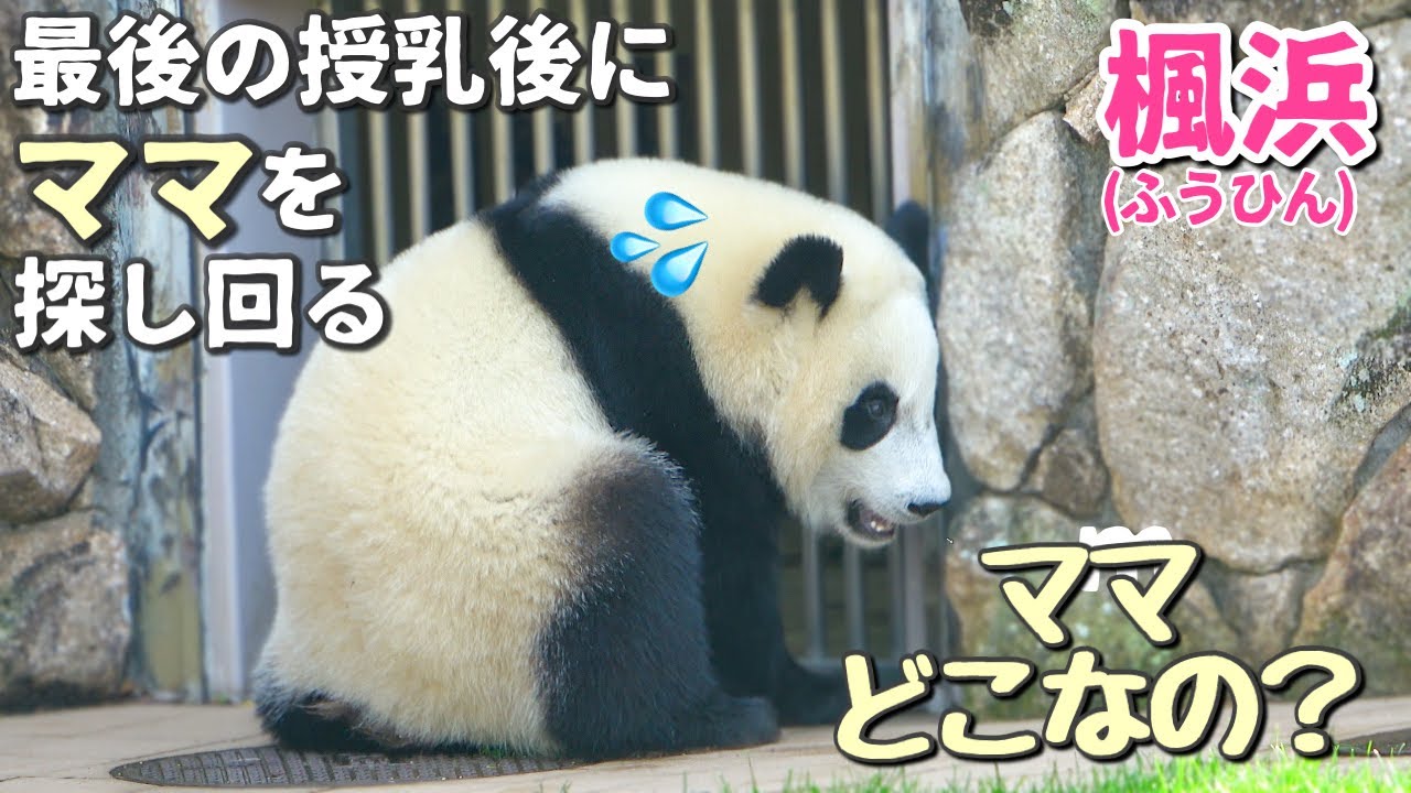 【赤ちゃんパンダ】楓浜(ふうひん)🐼スイマセン💦今日の動画はたぶん泣きます（涙）異変に気づいてママを探し回る❗️いよいよ独り立ち
