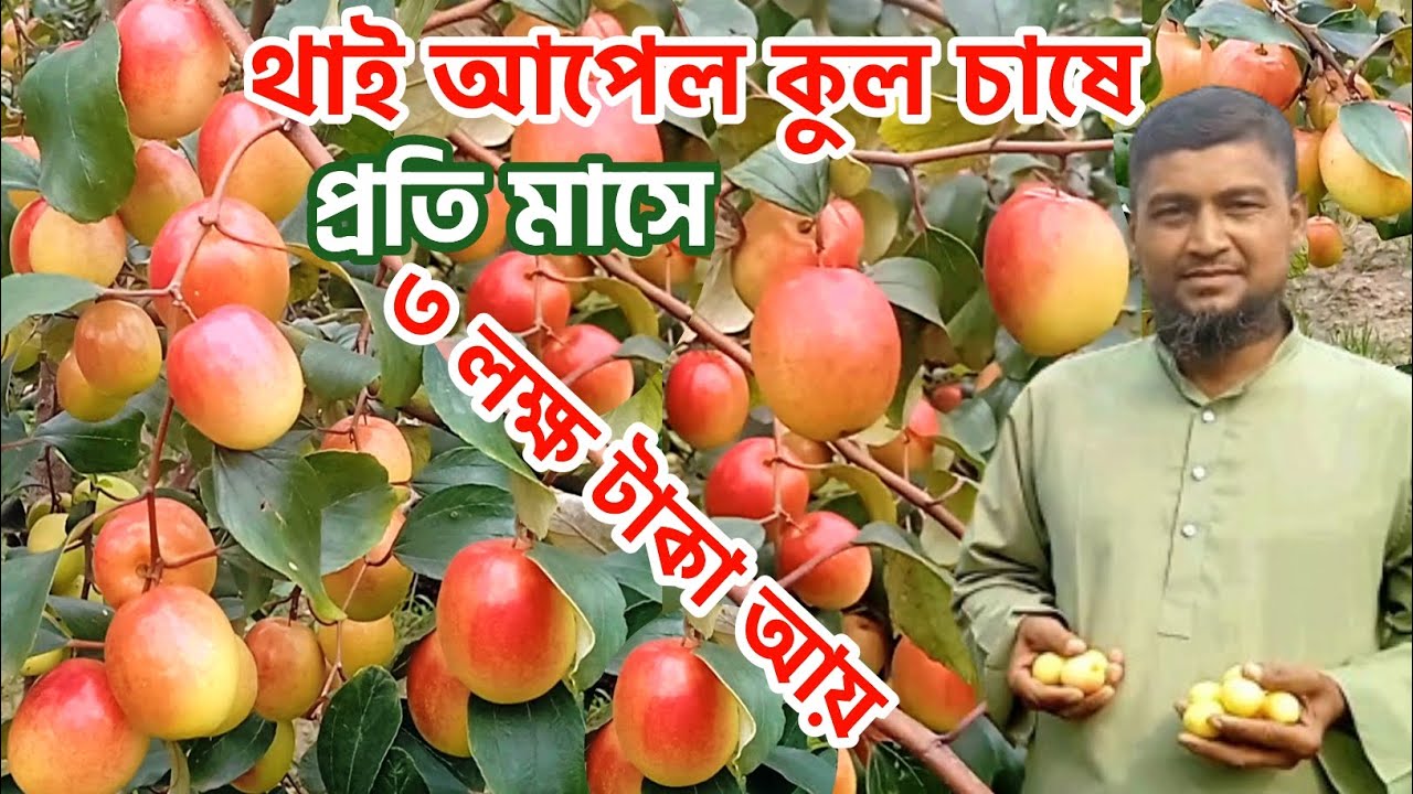 থাই আপেল কুল চাষে মাসে ৩ লক্ষ টাকা আয়🔥আগাম কুল চাষ পদ্ধতি ২০২৪