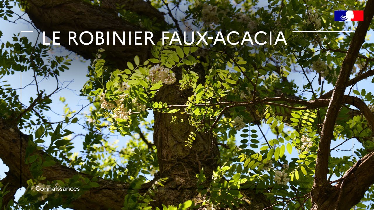 Le robinier faux acacia : attention à l'intoxication pour vos chevaux