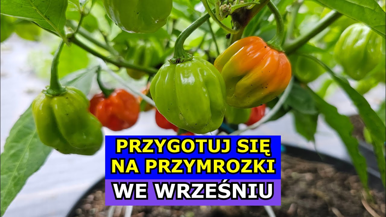 Przygotuj się na Przymrozki WE WRZEŚNIU. Padną Pomidory, Og&oacute;rki, Dynie, Papryki, Cukinie - Uprawa