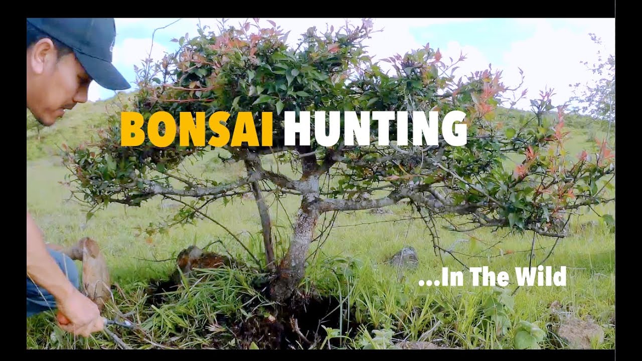 Natural Bonsai Hunting in the Wild-(Bonsai Materials Part 1)