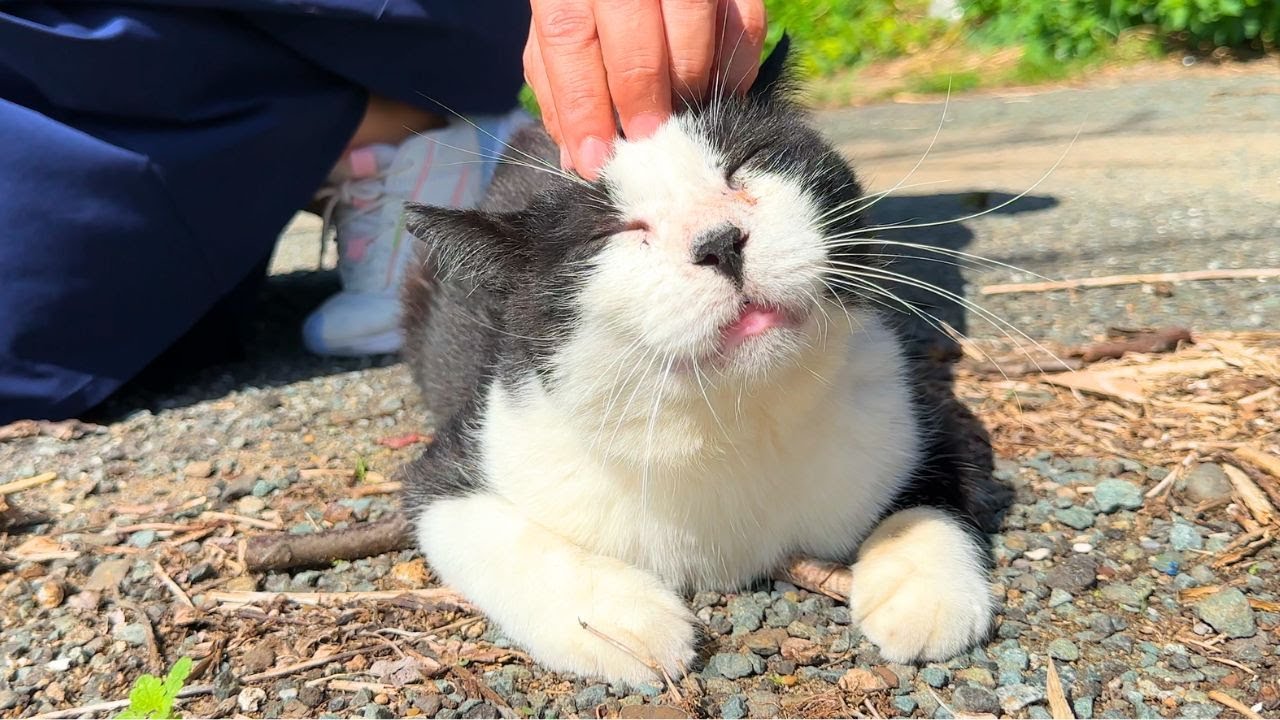 150 дружелюбных кошек 🐈💕 Мой день на удивительном кошачьем острове Японии