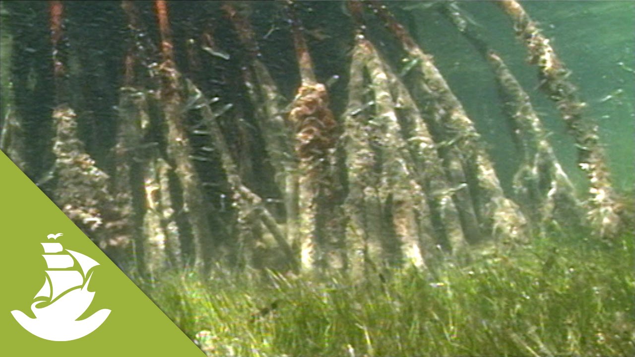 The mangrove swamp of Cuba