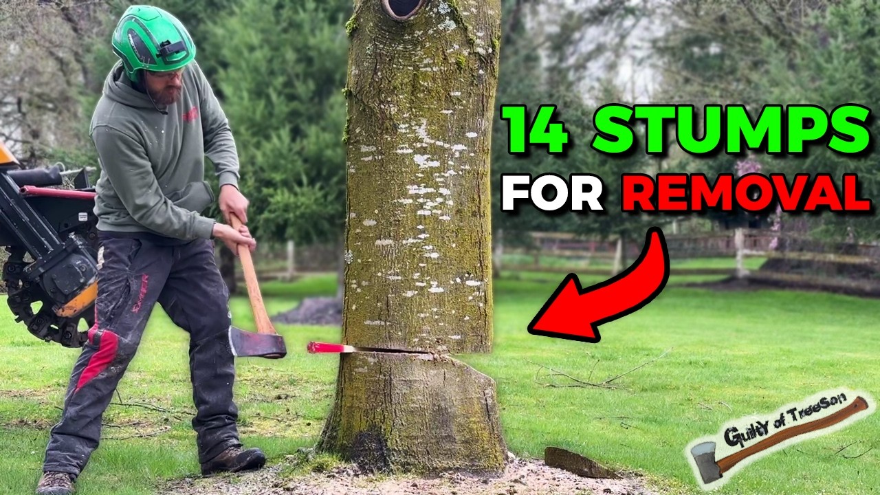 Three Removals and 14 STUMPS with my NEW BANDIT SG-75 Stump Grinder