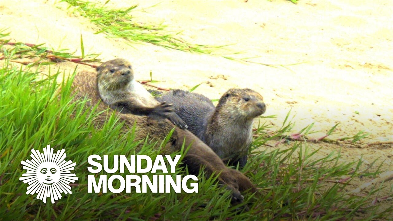 Nature: Otters in California