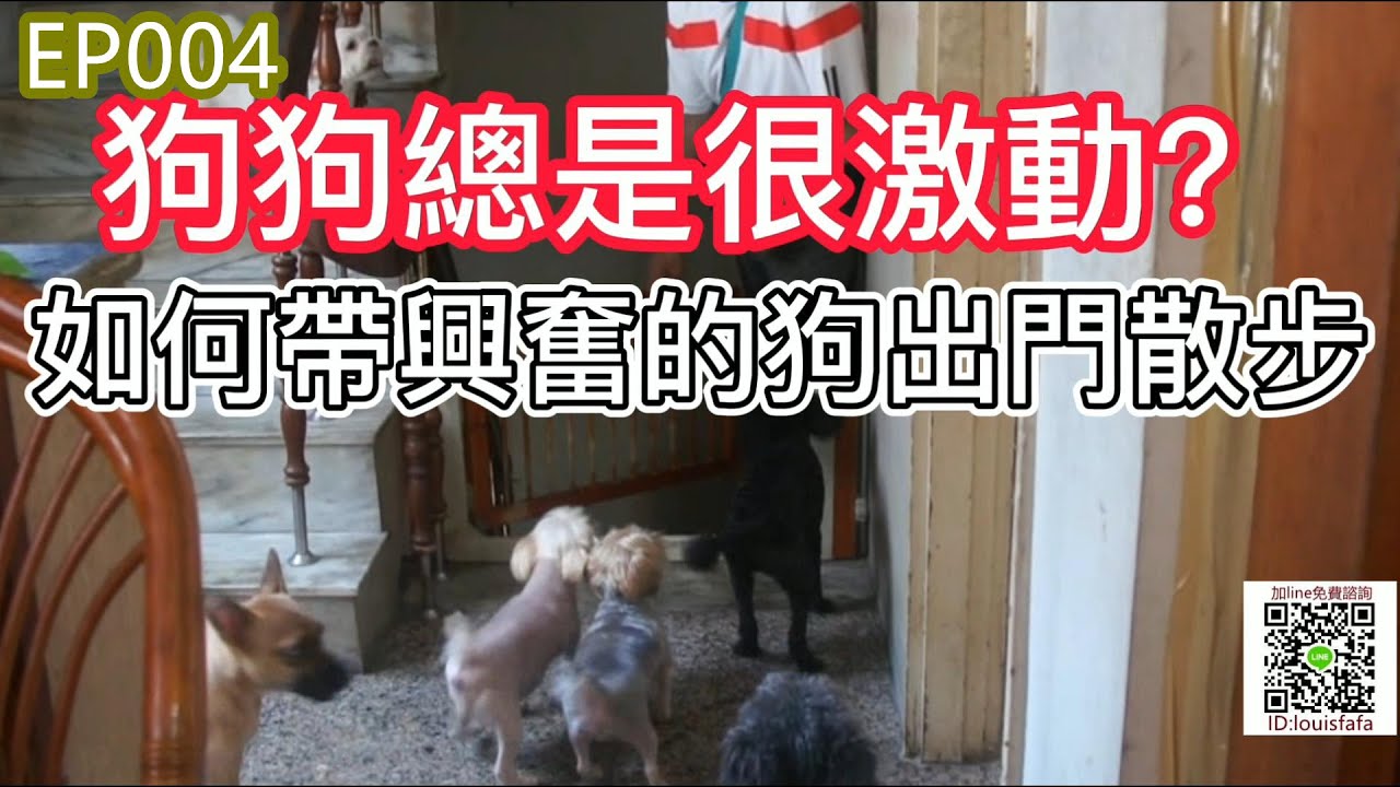 EP004狗過度興奮-狗狗教學影片-如何帶興奮的狗出門散步.（黑貴賓）-狗狗行為矯正訓練