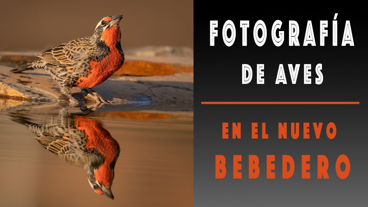 Fotografía de Aves en el Nuevo Bebedero