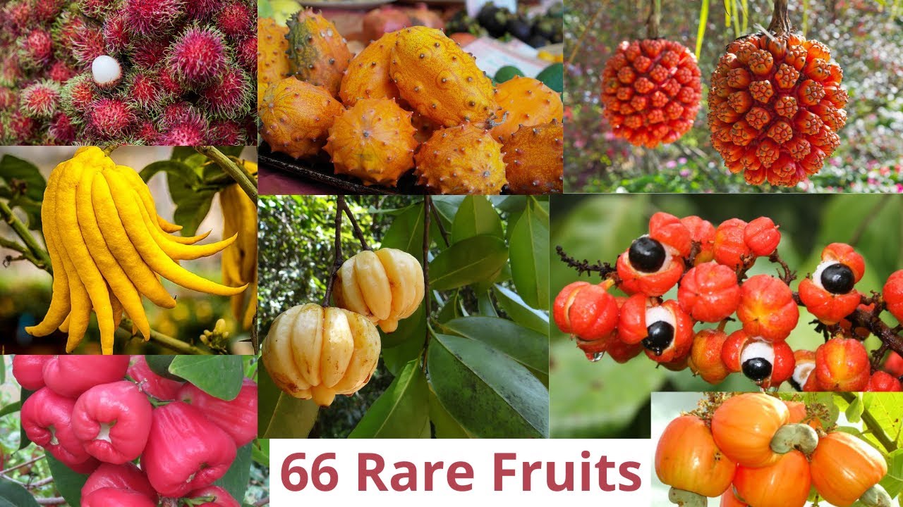 66 Rare Fresh Fruits