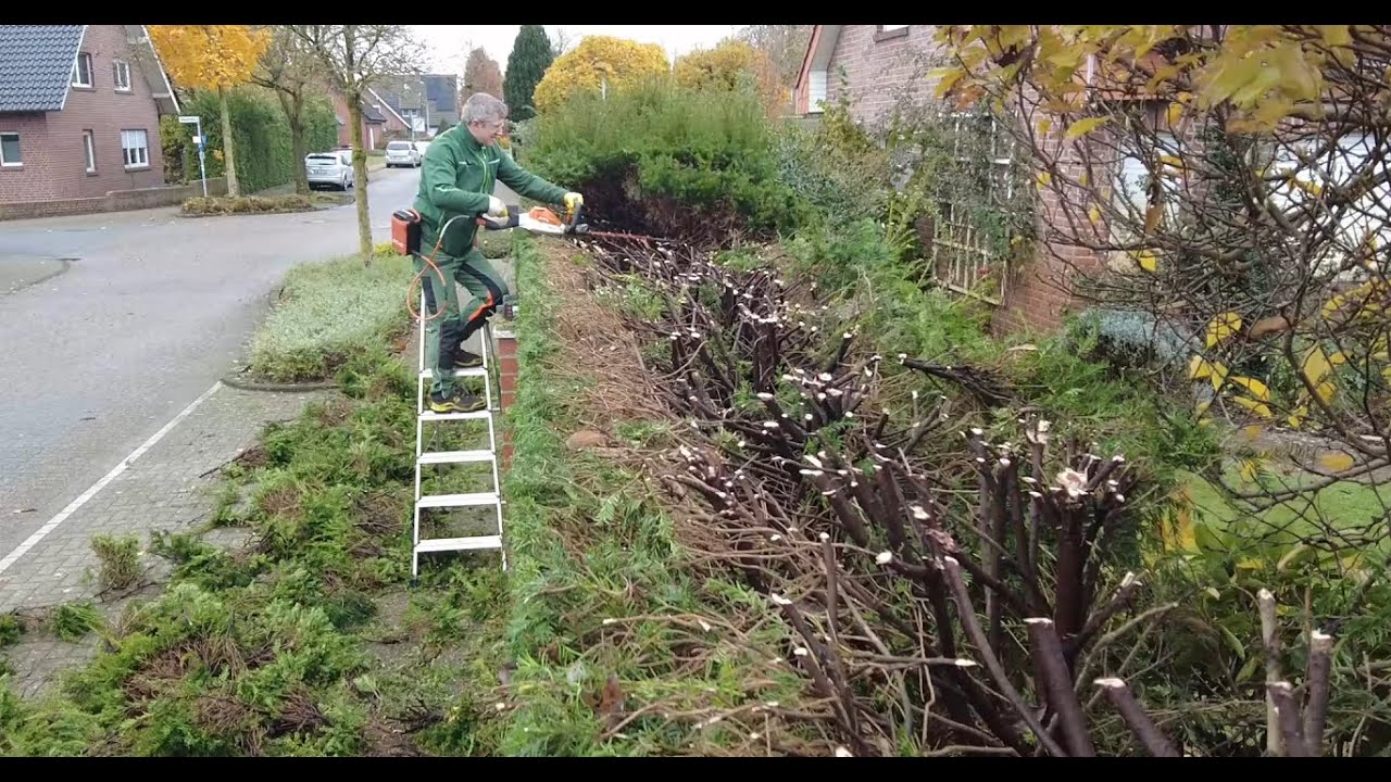 Kundenwunsch Einfach gerade Heckeschnitt mit Stihl HSA 130R Satisfying Hedgecutting