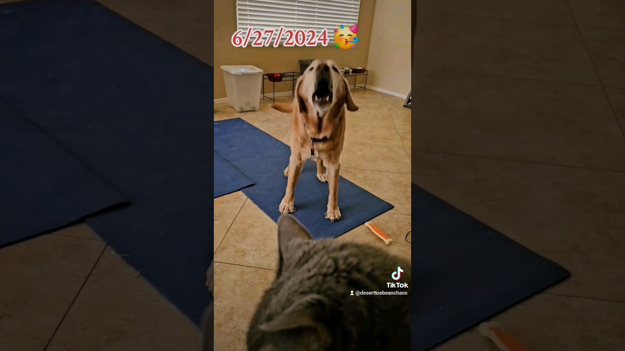 Senior Fox Red Lab Jumps for Joy - Her 14th B-day is Almost Here!