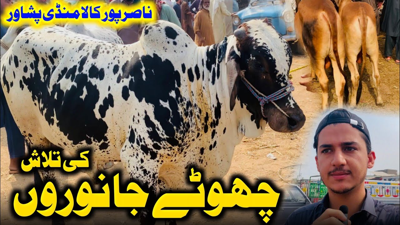 Kala Maweshi Mandi 2025 updates - Chote Janwar Kam - Cow Mandi Prices Updates
