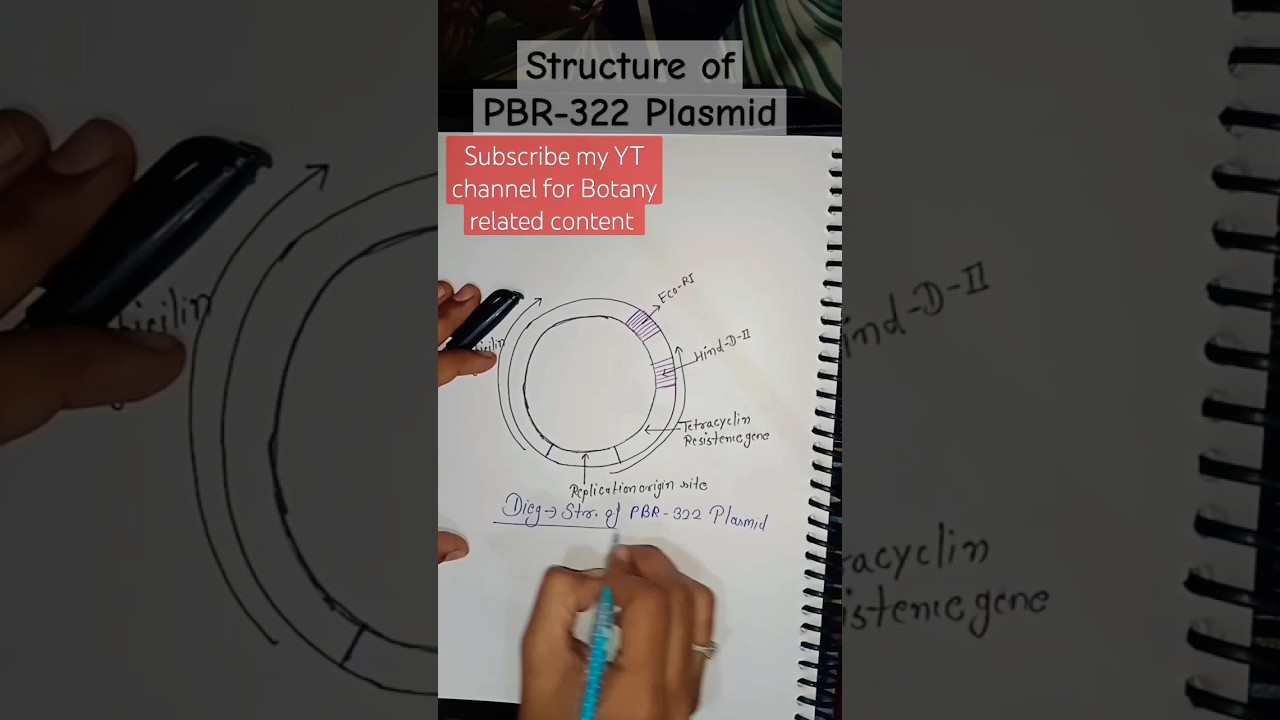 Structure of PBR-322 Plasmid #botanywithtabbu #structure #studyshortvideo #viralshort #botany #class
