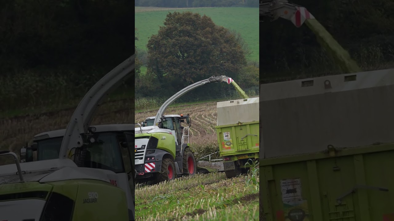 Maize Silage  #backbritishfarming #britishfarming #farminglife