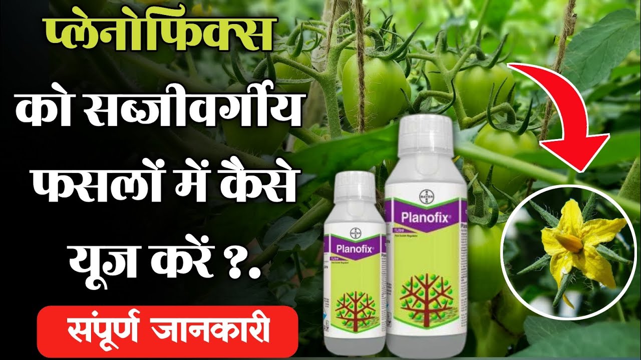 Planofix | Byer Planofix in Hindi | NAA | Uses Price | Dose |Plant Growth Regulator|प्लेनोफिक्स बायर
