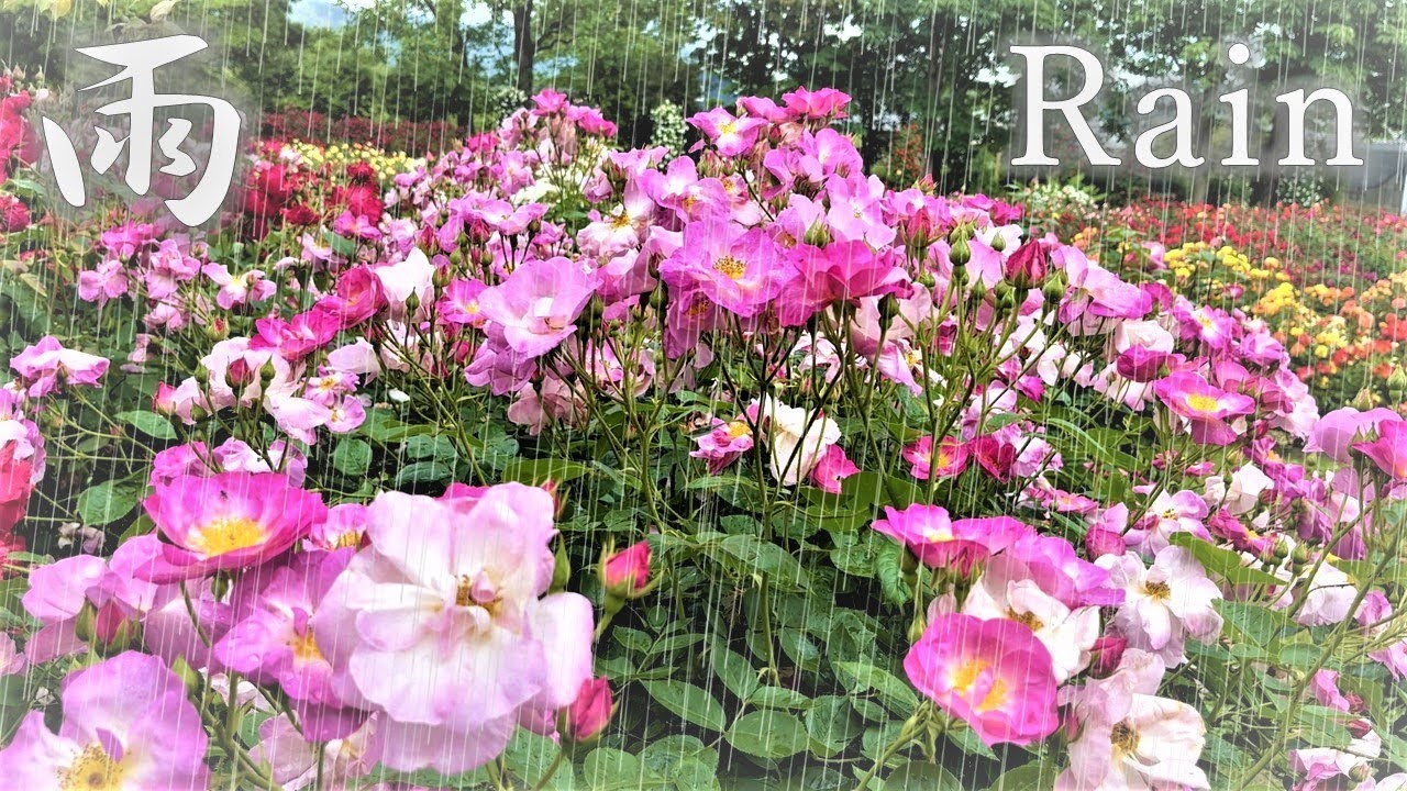 【4K】新種のバラが咲き誇る🌹いばらきフラワーパーク 2023年5月15日 IBARAKI FLOWER PARK shooting in the rain　Rose garden　New roses