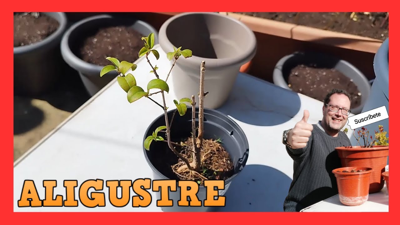 LIGUSTRUM o ALIGUSTRE COMUN