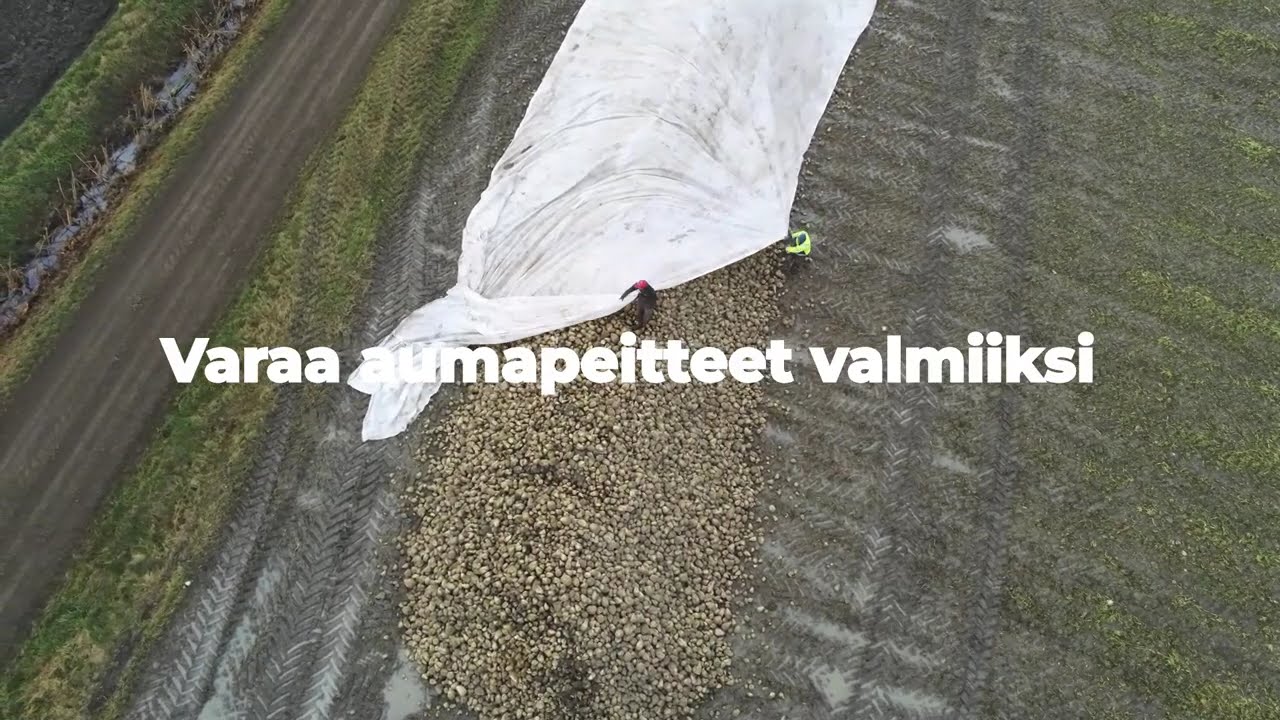 Sokerijuurikasauman peittäminen