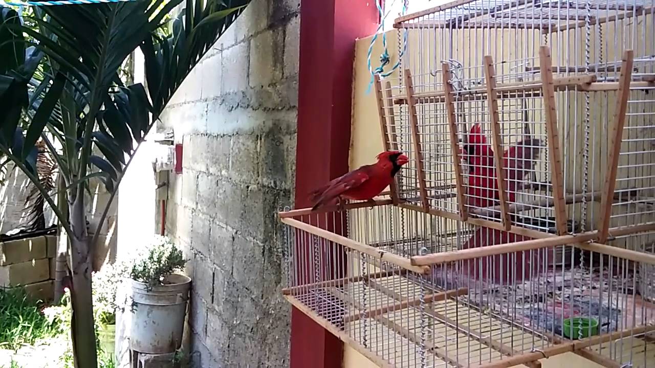 Cardenales