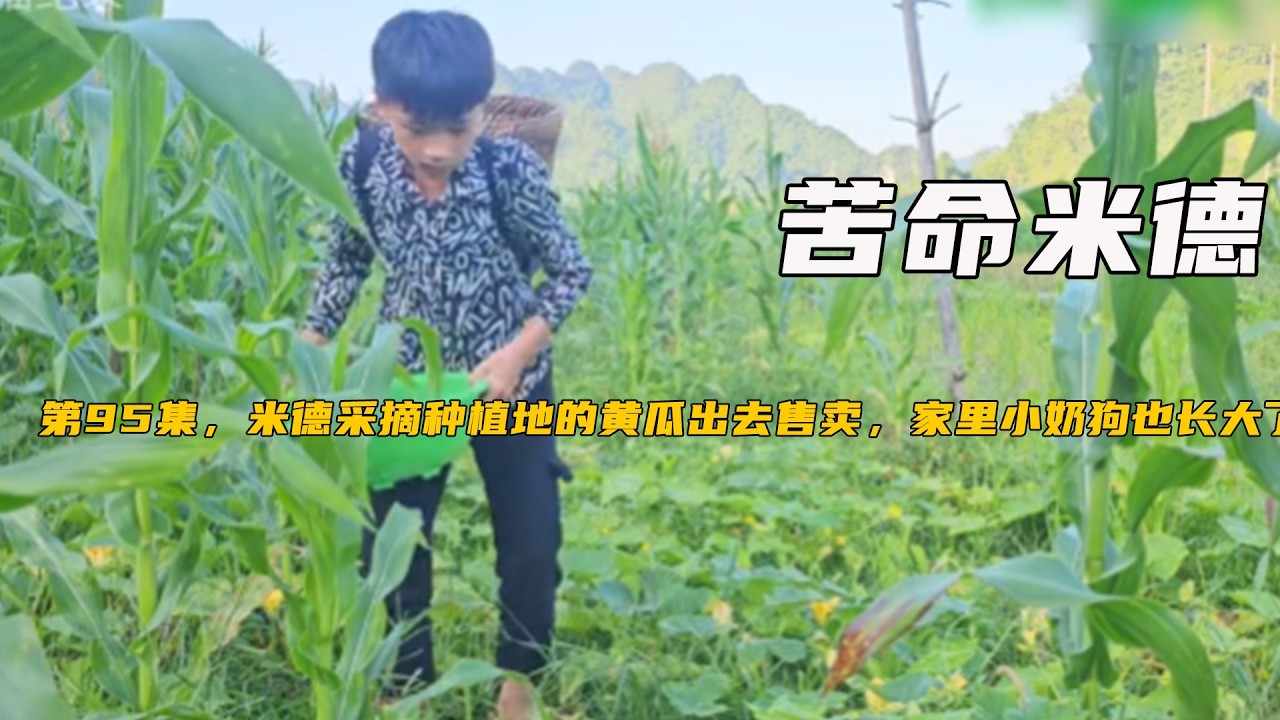 第95集，米德采摘種植地的黃瓜出去售賣，家裏小奶狗也長大了《苦命米德》