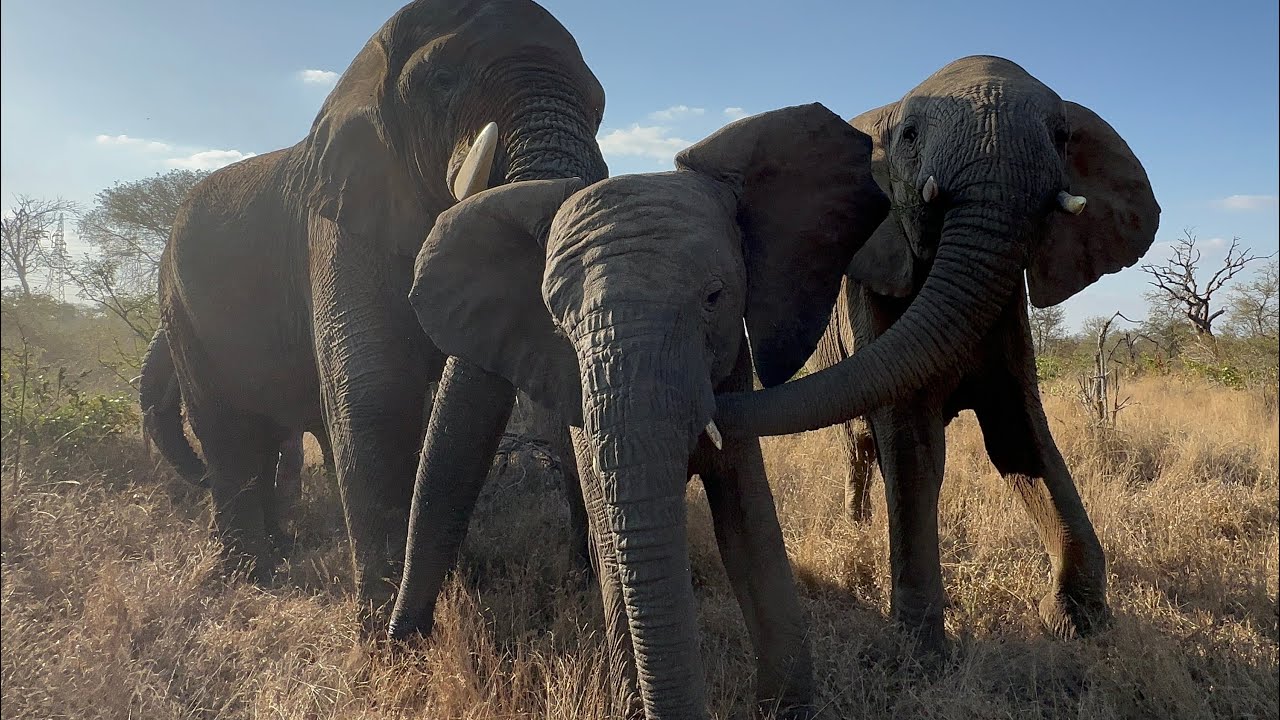 Sebakwe Chases After Young Elephant, Timisa to Mount Her 😱