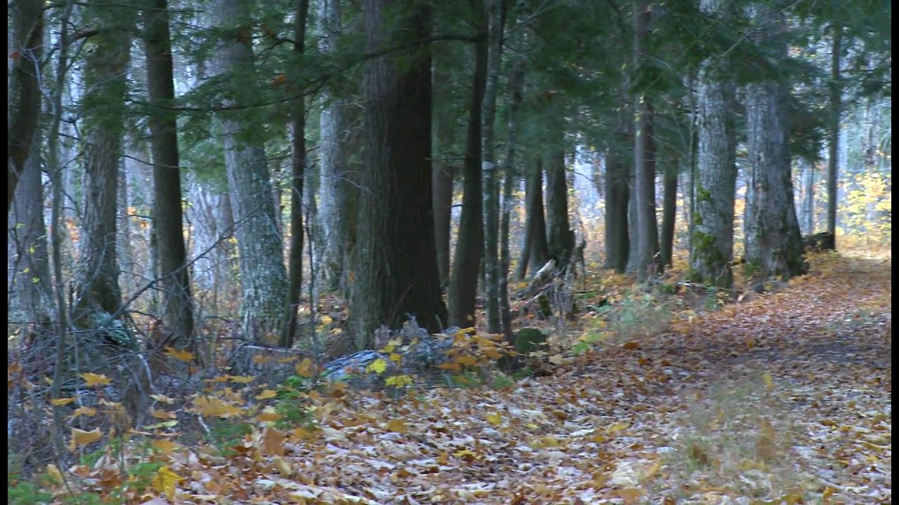 Great Lakes Chronicles: Coaster Brook Trout