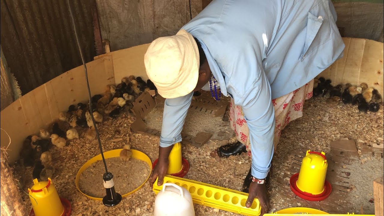 Starting poultry farming with 100 one day old chicks in small scale farm kibera(improved kienyeji)