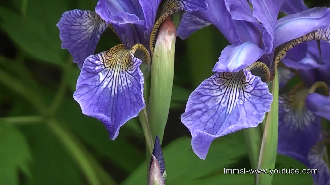 Beautiful Flowers At  British Countryside
