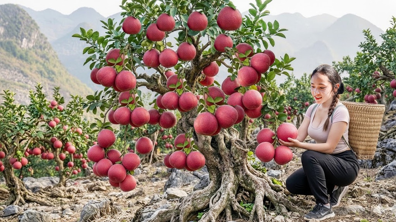 Harvesting Red Bonsai Pomelo – 365 Day Transformation | Sold Out at Village Market