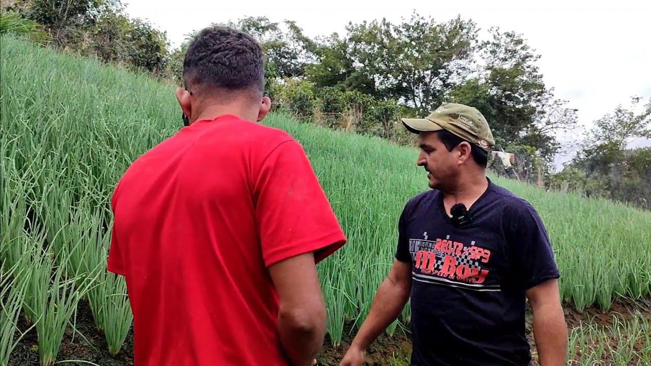 CEBOLINHA SÓ DA LUCRO💰COMO GANHAR DINHEIRO EM POUCO ESPAÇO