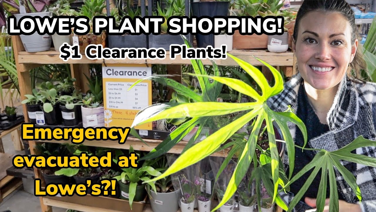 $1 Clearance Plants! Lowe's Big Box Plant Shopping & Plant Haul - Emergency Evacuated At Lowe's!