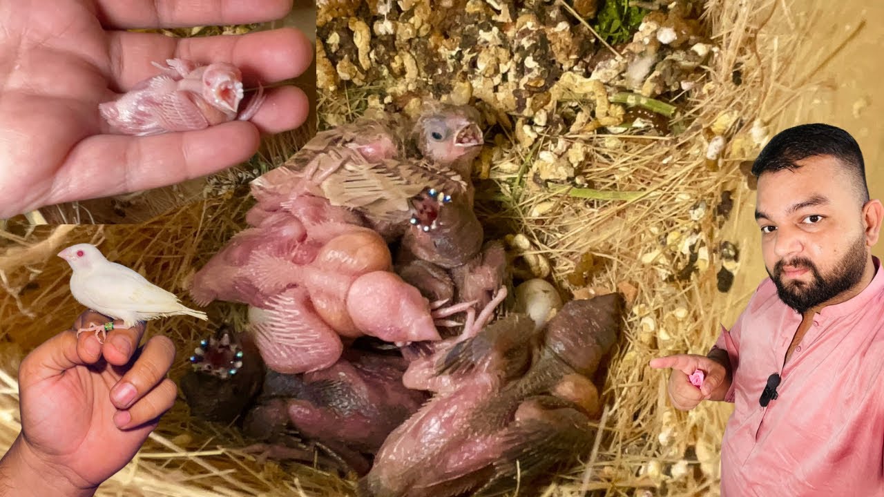 Exotic finches breeding progress ||5-12-25|| Lala Aviary Breeding farm in Gujranwala 
