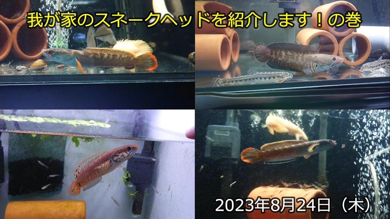 我が家のスネークヘッドを紹介します！の巻（2023年8月24日）