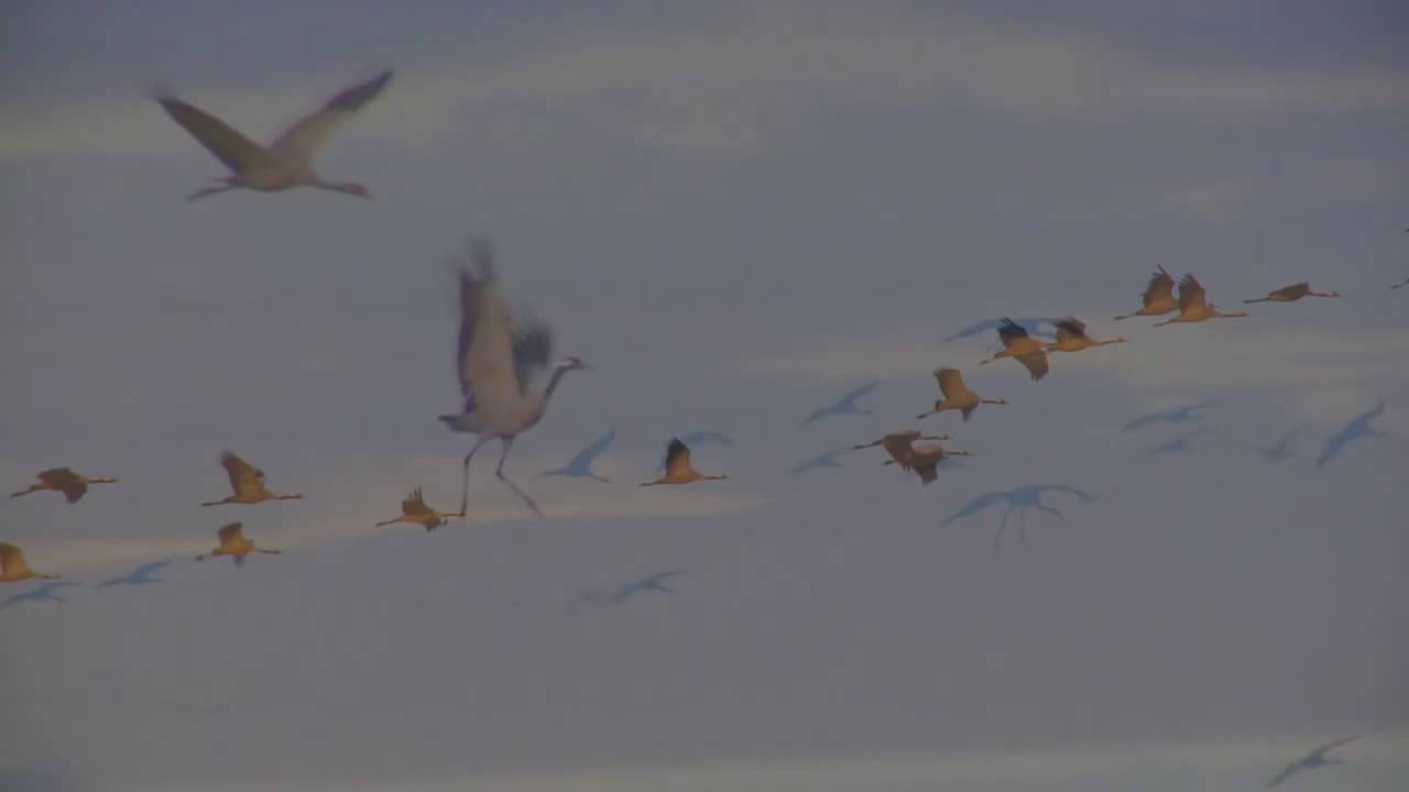 Vogelzug im Herbst 2014