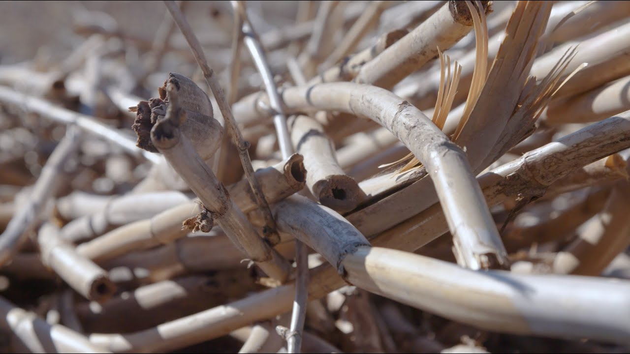 Invasive Species: Arundo