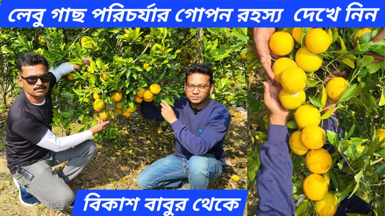 লেবু গাছ প্রতিস্থাপন থেকে ফুল আসা পর্যন্ত সম্পূর্ণ পরিচর্যা দেখে নিন/Citrus Plant A to Z Care