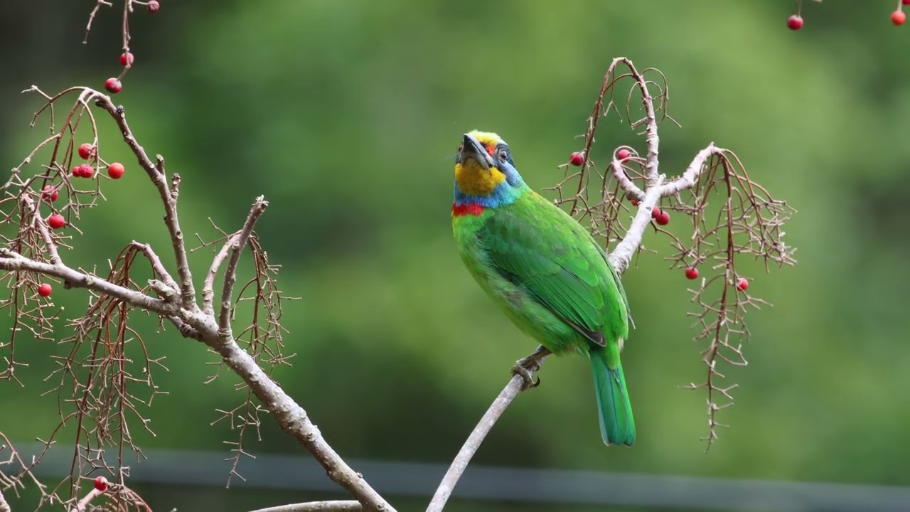 五色鳥與山桐子 IMG 7177