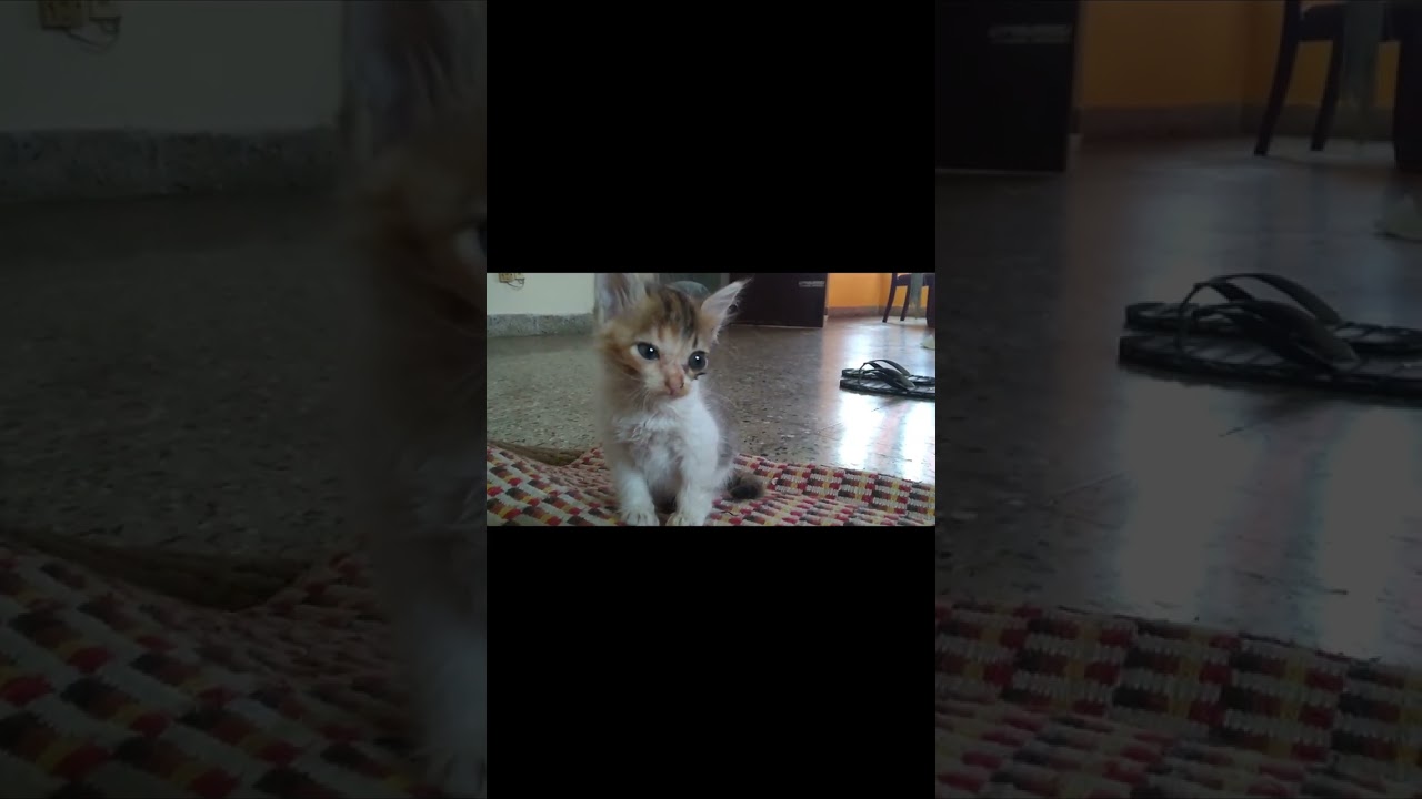 Initial days of puchu.. how we rescued her and how she became the most beautiful soul in the world! 