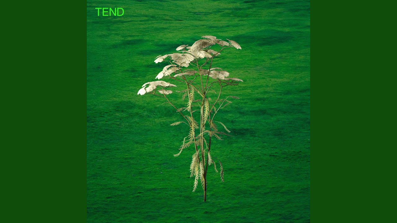 Tend (Live)