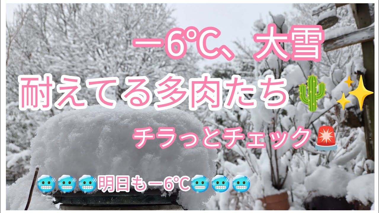 ありがとう😭✨大雪に耐えた多肉たち🌵✨