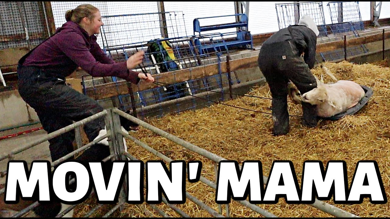 down... but not out.🥊 | MAMA RED IS UP! 🥳 Vlog 551