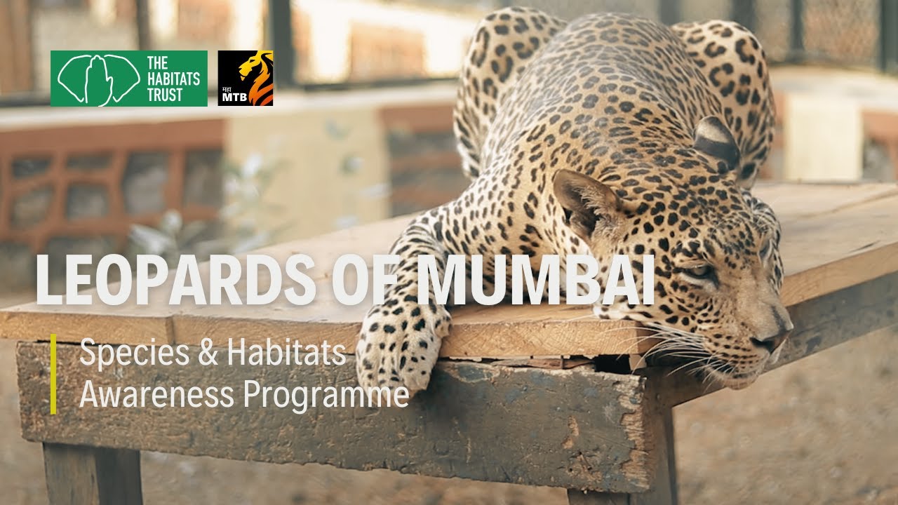 Mumbai's Leopards: Living with the World's Densest City |THT Films